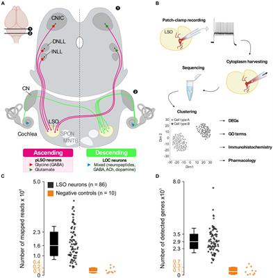 Molecular and functional profiling of cell diversity and identity in the lateral superior olive, an auditory brainstem center with ascending and descending projections